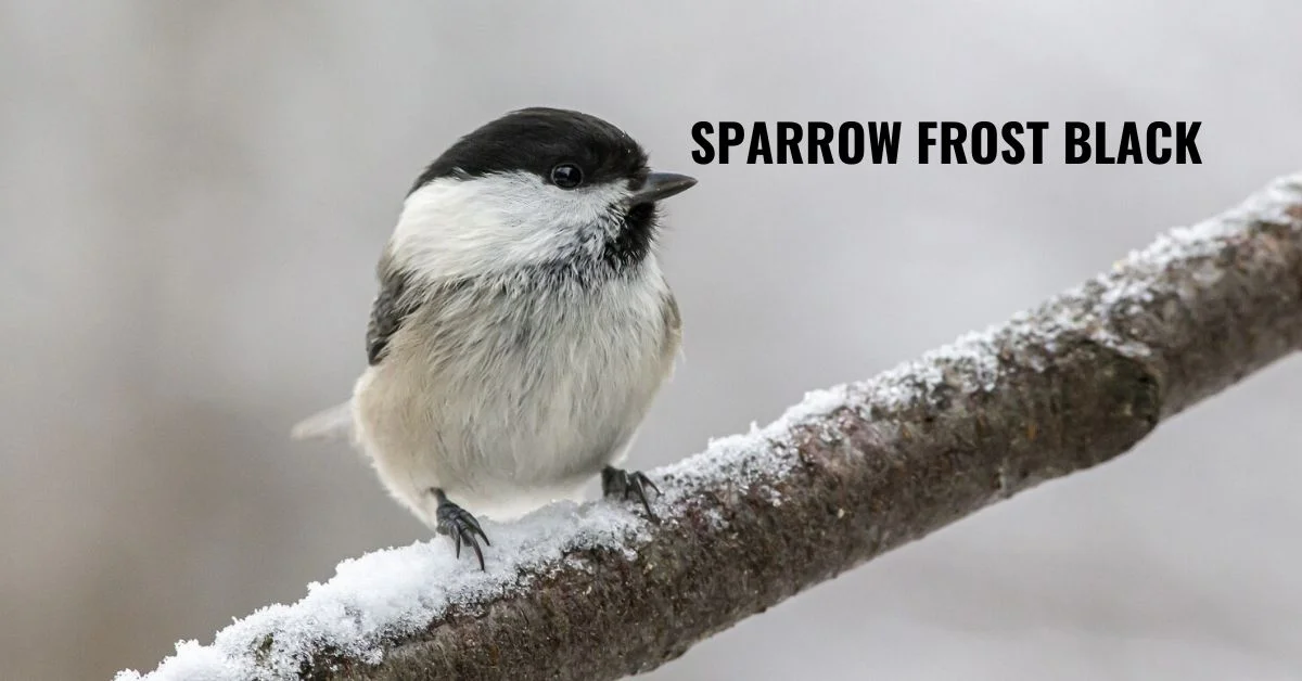 sparrow frost black